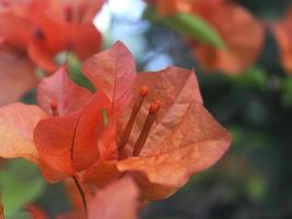 la pianta di bouganville arancione fiorisce copiosamente nel giardino foto