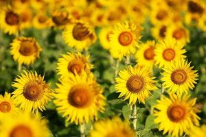 giallo girasole e arancio colorato nella stagione dei fiori di girasole durante l'estate in una fattoria di campagna, campo per colture di semi biologiche e raccolto dall'agricoltura di olio di girasole foto