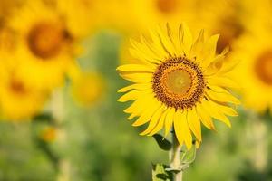 fiore bellissimo girasole primo piano nel bellissimo campo biologico di girasole per il raccolto e il raccolto nella stagione estiva foto