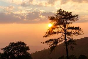 bel tramonto nella foresta. foto