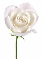 bellissimo fiore di rosa bianca, isolato su sfondo bianco foto