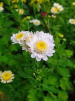 fiore di crisantemo bianco foto