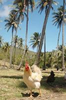 pollo tropicale