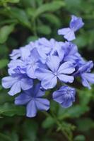 fiore blu con foglie sullo sfondo foto