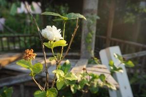 bianco gelsomino rosa con la luce del sole foto