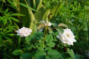 rose bianche con foglie foto