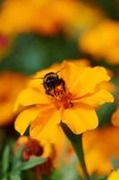 giardino cosmo fiore con un calabrone su di esso foto