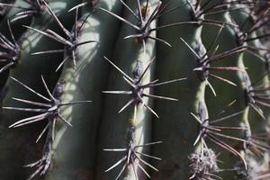 macro di spine di un cactus a lanzarote, in spagna foto