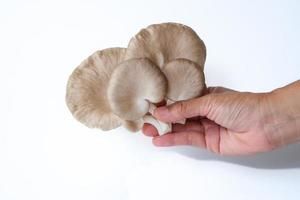 mano che tiene il gruppo di funghi ostrica grigi isolati su sfondo bianco. ingrediente delizioso e nutriente per persone vegetariane e con uno stile di vita sano. foto