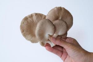 mano che tiene il gruppo di funghi ostrica grigi isolati su sfondo bianco. ingrediente delizioso e nutriente per persone vegetariane e con uno stile di vita sano. foto