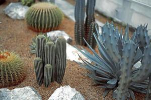 cactus vicino sulla sabbia nel giardino di cactus foto