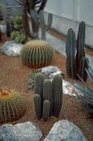 cactus vicino sulla sabbia nel giardino di cactus foto