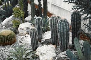 cactus vicino sulla sabbia nel giardino di cactus foto