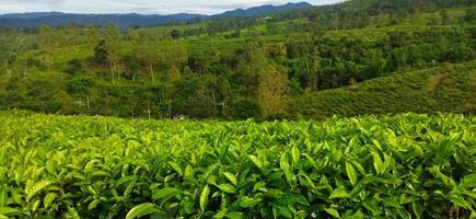 piantagione di tè verde foto