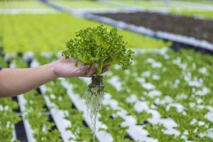 giardiniere che raccoglie a mano la piantina di iceberg nella fattoria del sistema idroponico per l'agricoltura e il concetto vegetariano foto