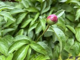 bocciolo di peonia. fiori di primavera. goccioline di foglie. sfondo verde pastello foto