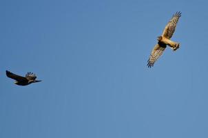 combattimento aereo tra un predatore nordico e un falco coda rossa foto