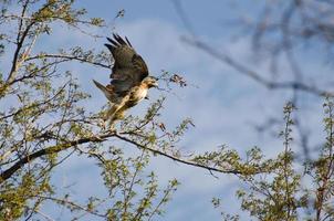 Falco coda rossa che prende il volo foto