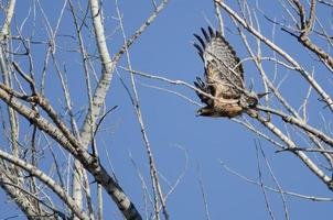 Falco coda rossa che vola tra gli alberi