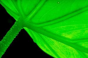 foglie giovani verdi su sfondo nero, foglia verde detail.soft focus. effetto di messa a fuoco superficiale. foto