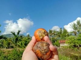 il cielo è azzurro e la noce di betel è gialla foto