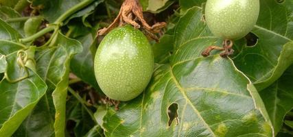 bel frutto della passione con foglie spesse foto