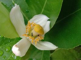 piccolo fiore bellissimo fiorellino bianco foto