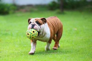bulldog tenere la palla in bocca e camminare nel parco. cane che gioca con il giocattolo nel campo in erba. foto