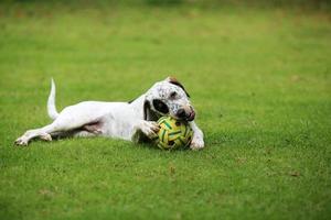 cane che gioca con il giocattolo nel parco. cane nel campo in erba. foto