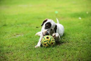 cane che gioca con il giocattolo nel parco. cane nel campo in erba. foto