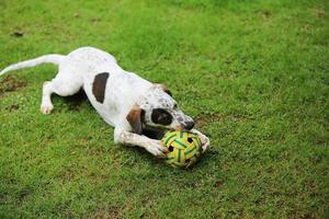 cane che gioca con il giocattolo nel parco. cane nel campo in erba. foto