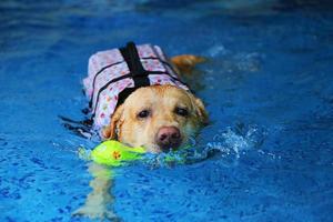 il labrador retriever tiene il giocattolo in bocca e nuota in piscina. cane che nuota. foto