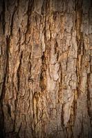 dettaglio della struttura dell'albero della corteccia foto