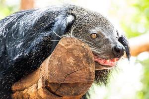 primo piano di binturong, tailandia foto