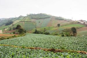 campo di cavoli, campo di verdure sulla montagna, petchabun, thailandia foto