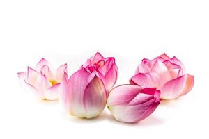 fiore di loto rosa bellissimo loto. foto