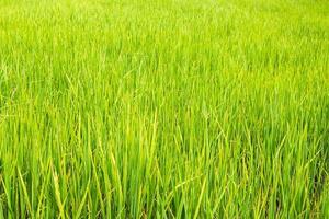 risone - campo di riso foto