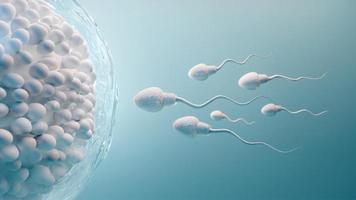 sperma e cellula uovo.fecondazione naturale.illustrazione 3d su sfondo blu foto