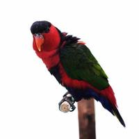pappagallo di eclectus