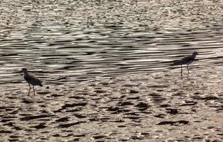 due uccelli tero che si allontanano l'un l'altro foto