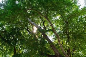 foglie verdi fresche su grandi rami di albero con raggio di sole. luce solare attraverso le foglie nella foresta. legni naturali freschi. foto