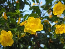 fiori gialli estivi su sfondo verde foglia foto