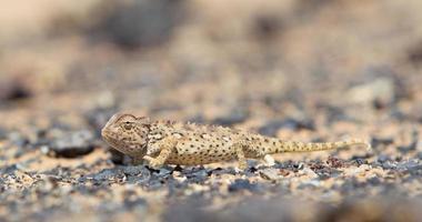 caccia al camaleonte namaqua nel deserto del namib foto