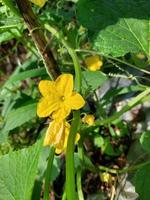 fiori di cetriolo che sbocciano foto