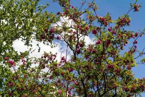 albero in fiore foto