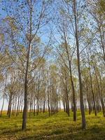 bellissimo sfondo di giovani alberi forestali ed erba foto