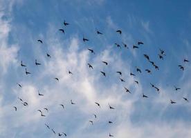 stormo di piccioni che volano sul cielo blu chiaro foto