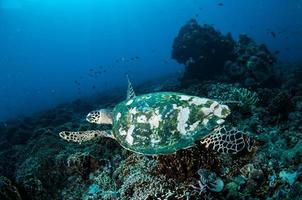 tartaruga marina in gili lombok nusa tenggara barat sott'acqua foto