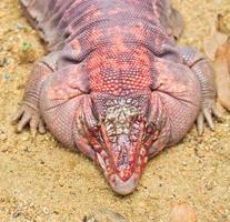 iguana rossa foto