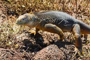 iguana terrestre nelle isole galapagos foto